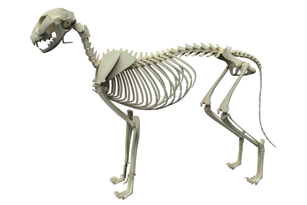 Anatomicky přesný model kostry psa